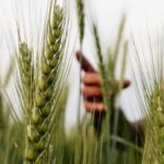 ਹਰਿਆਣਾ ਸਰਕਾਰ ਨੇ ਕਿਸਾਨਾਂ ਦੇ ਲਾਭ ਲਈ ਹਾੜ੍ਹੀ ਫਸਲਾਂ ਦੀਆਂ ਉਤਪਾਦਨ ਸੀਮਾਵਾਂ ਵਧਾਈਆਂ