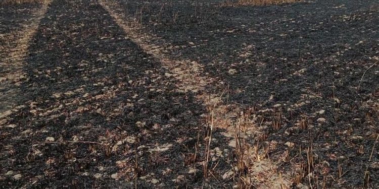 ਮੁਕਤਸਰ ‘ਚ ਬਿਜਲੀ ਲਾਪਰਵਾਹੀ ਨਾਲ ਫਸਲ ਸੜੀ, ਕਿਸਾਨ ਕਰਜ਼ੇ ‘ਚ ਡੁੱਬਿਆ