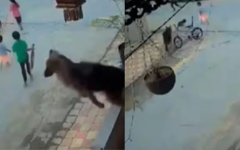 ਜਰਮਨ ਸ਼ੈਫਰਡ ਬਣਿਆ ਸਟ੍ਰੀਟ ਸੁਪਰਹੀਰੋ, ਬੱਚਿਆਂ ਨੂੰ ਬਚਾਉਂਦੇ ਹੋਏ ਵੀਡੀਓ ਵਾਇਰਲ