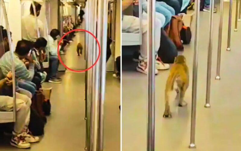 ਵੈਸ਼ਾਲੀ ਰੂਟ ‘ਤੇ ਦਿੱਲੀ ਮੈਟਰੋ ‘ਚ ਬਾਂਦਰ, ਵਾਇਰਲ ਵੀਡੀਓ ‘ਤੇ ਸੋਸ਼ਲ ਮੀਡੀਆ ‘ਤੇ ਮਜ਼ਾਕੀਆ ਪ੍ਰਤੀਕਿਰਿਆਵਾਂ