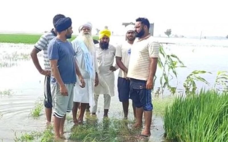ਬਿਆਸ ਦਰਿਆ ਦੇ ਪਾਣੀ ਦੀ ਮਾਰ ਹੇਠ ਆਈ ਕਿਸਾਨਾਂ ਦੀ 3 ਹਜ਼ਾਰ ਏਕੜ ਦੇ ਕਰੀਬ ਫ਼ਸਲ, ਕਿਸਾਨਾਂ ਵੱਲੋਂ ਹਰੀਕੇ ਬੈਰਾਜ ਦੇ ਗੇਟ ਖੋਲ੍ਹਣ ਦੀ ਮੰਗ