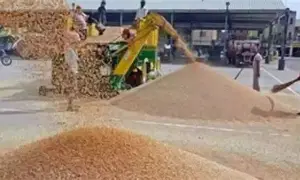 हरियाणा की मंडियों से अब तक ख़रीदा गया 187743.49 मीट्रिक टन धान
