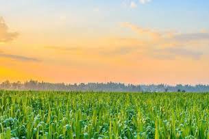 ਮਾਨਸੂਨ ਪੰਜਾਬ ਤੋਂ ਹੋ ਰਿਹਾ ਵਿਦਾ, ਰਾਤ ਦਾ ਤਾਪਮਾਨ ਵਧਿਆ