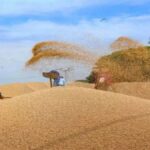 हरियाणा में खरीफ खरीद सीजन में अब तक 543.66 करोड़ की अदायगी किसानों के बैंक खातों में सीधे स्थानांतरित