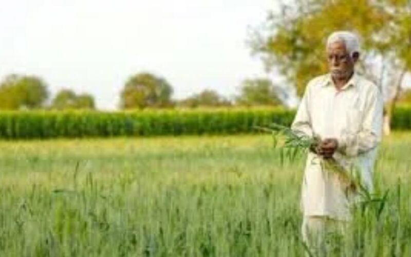 खरीफ खरीद सीजन में अब तक रु. 1945.99 करोड़ की अदायगी किसानों के बैंक खातों में सीधे स्थानांतरित