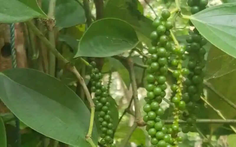 ਘਰ ‘ਚ ਕਾਲੀ ਮਿਰਚ ਉਗਾਓ: ਆਸਾਨ ਤੇ ਜੈਵਿਕ ਤਰੀਕਾ