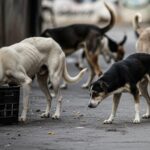 ਡੀਸੀ ਨੇ ਲੁਧਿਆਣਾ ਸ਼ਹਿਰ ਤੇ ਪਿੰਡਾਂ ਵਿੱਚ ਕੁੱਤਿਆਂ ਨੂੰ ਖਾਣ ਲਈ ਨਿਰਧਾਰਤ ਥਾਵਾਂ ਦੀ ਪਛਾਣ ਕਰਨ ਦੇ ਦਿੱਤੇ ਹੁਕਮ