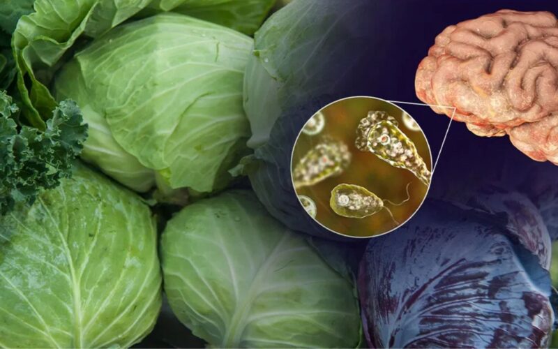 ਕੀ ਪੱਤਾਗੋਭੀ ਦਾ ਕੀੜਾ ਦਿਮਾਗ ‘ਚ ਦਾਖਲ ਹੋ ਕੇ ਮਾਰ ਸਕਦਾ ਹੈ? ਅਮਰੋਹਾ ਦੀ ਕੁੜੀ ਦੀ ਮੌਤ ਤੋਂ ਬਾਅਦ ਡਾਕਟਰ ਕੀ ਕਹਿੰਦੇ ਹਨ, ਜਾਣੋ