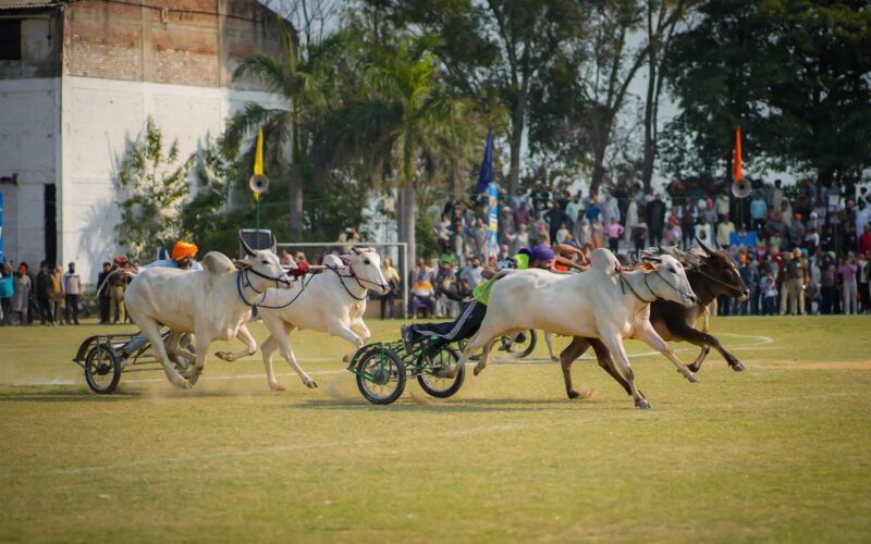 “ਬੈਲ ਗੱਡੀਆਂ ਦੀਆਂ ਦੌੜਾਂ ‘ਤੇ ਰੋਕ ਨੂੰ ਅਸੀਂ ਕਾਨੂੰਨ ਵਿੱਚ ਸੋਧ ਕਰਕੇ ਮੁੜ ਸ਼ੁਰੂ ਕੀਤਾ”: ਮੁੱਖ ਮੰਤਰੀ ਭਗਵੰਤ ਸਿੰਘ ਮਾਨ