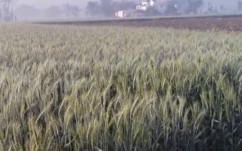 ਪੰਜਾਬ ‘ਚ ਪਏ ਮੀਂਹ ਨੇ ਕਿਸਾਨਾਂ ਦੀਆਂ ਆਸਾਂ ‘ਤੇ ਫੇਰਿਆ ਪਾਣੀ, ਚਾਦਰ ਵਾਂਗ ਵਿੱਛੀ ਕਣਕ ਤੇ ਸਰੋਂ ਦੀ ਖੜ੍ਹੀ ਫਸਲ