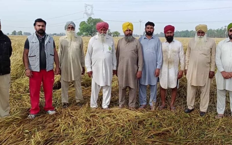 ਬੇਮੌਸਮੀ ਬਰਸਾਤ ਨਾਲ 1.25 ਲੱਖ ਏਕੜ ਤੋਂ ਵੱਧ ਫਸਲ ਦਾ ਨੁਕਸਾਨ, ਵਿਸ਼ੇਸ਼ ਗਿਰਦਾਵਰੀ ਲਈ 500 ਕਰਮਚਾਰੀ ਤੈਨਾਤ