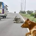 सुप्रीम कोर्ट ने हाईवे से आवारा पशुओं हटाने की मांग पर केंद्र-राज्यों से मांगा जवाब